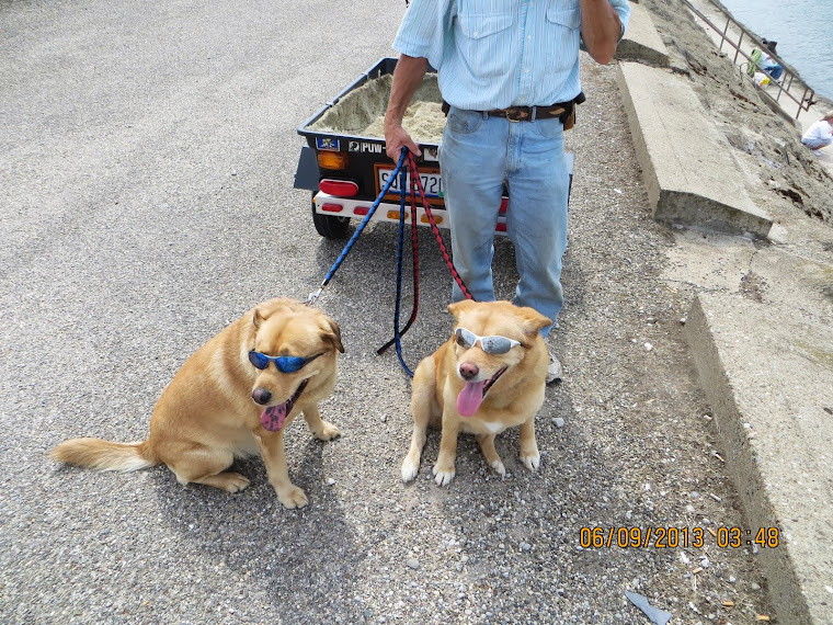 This is how dogs live in Lake Milton Ohio.