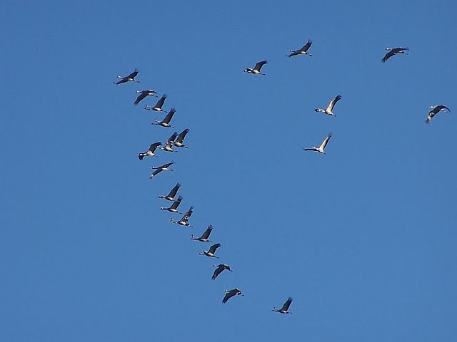 Grues cendrées