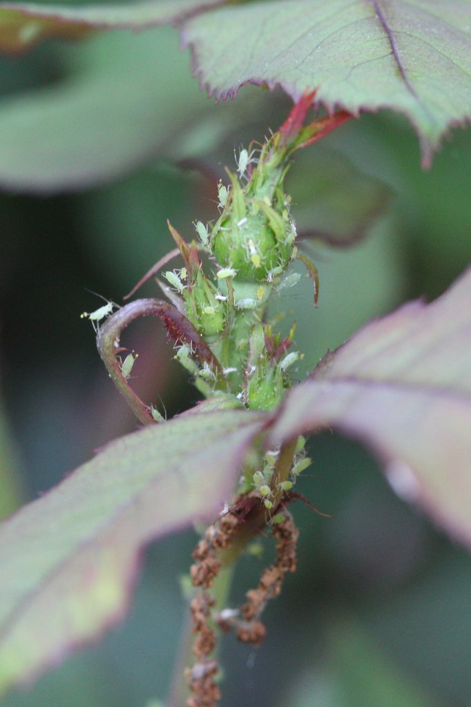 Adventures In Gardening Aphids attack rose buds