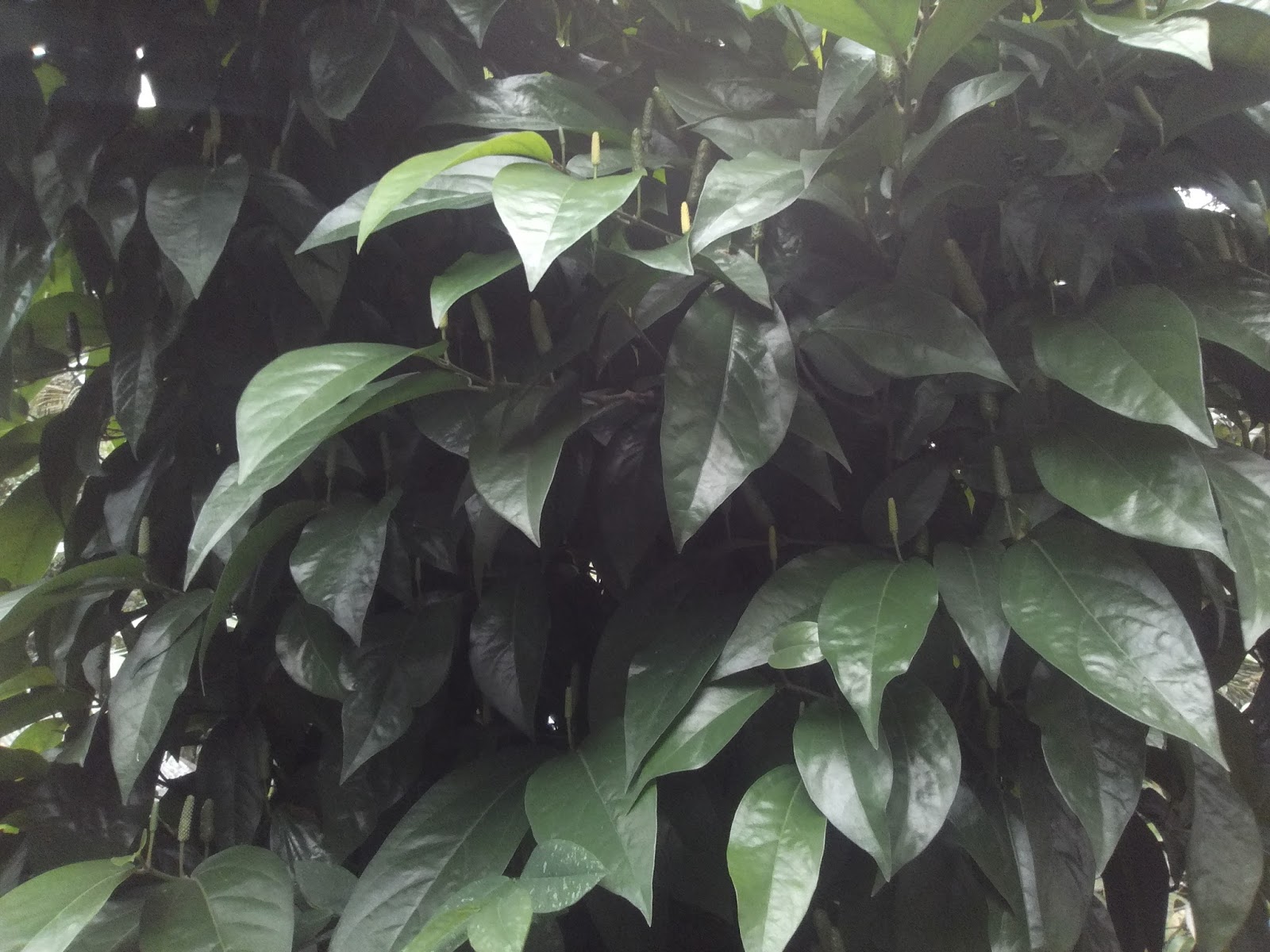 cara budidaya cabe jamu madura