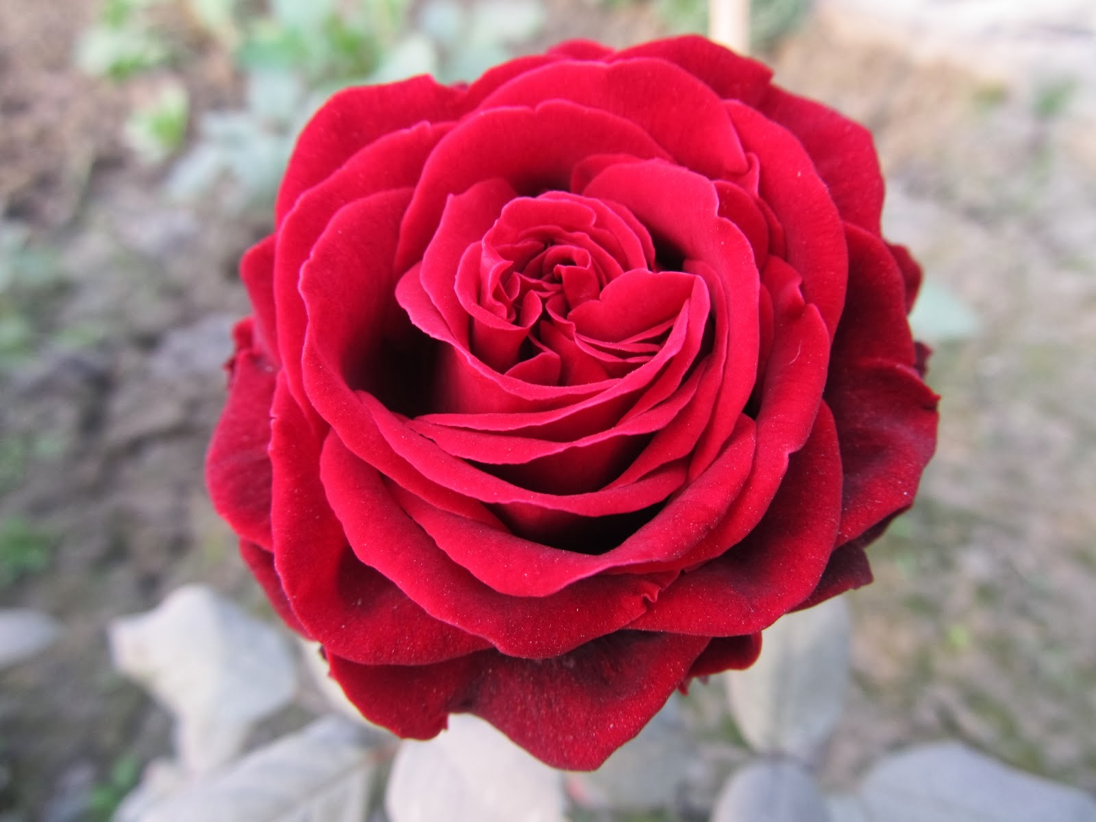 NATURAL & UNIQUE PHOTOGRAPHY ROSE FLOWERS