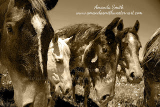 Amanda Smith Wyoming, Photographer Horses