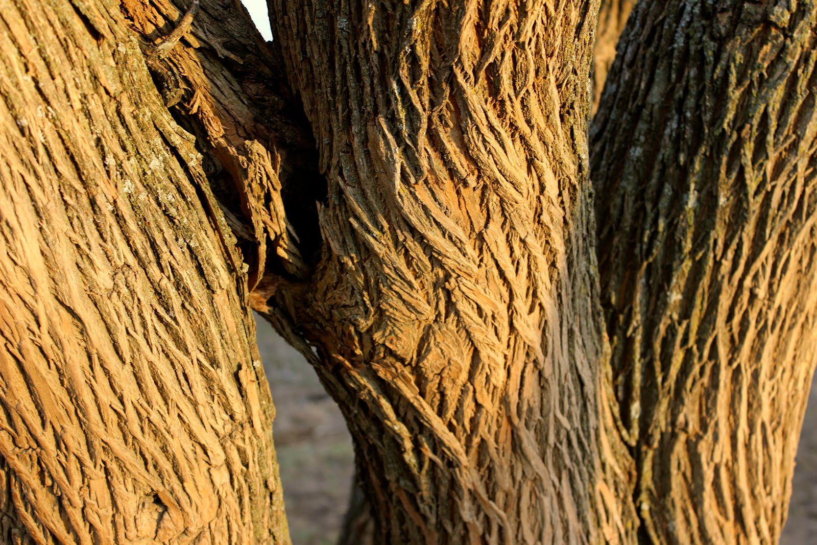 THREE TRUNKS