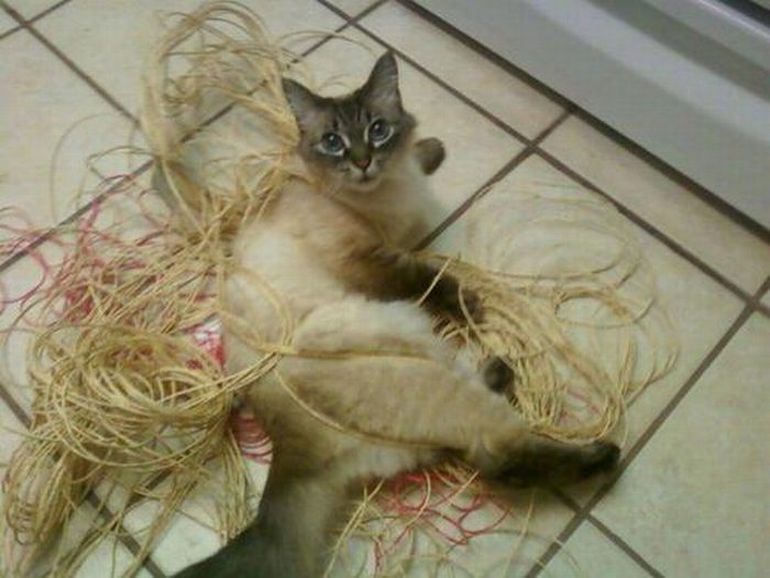 I am the Alpha Cat When Good Cats Go Bad...