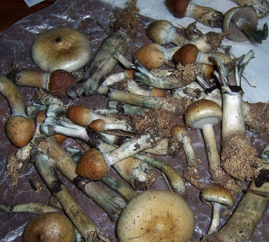gold caps shrooms