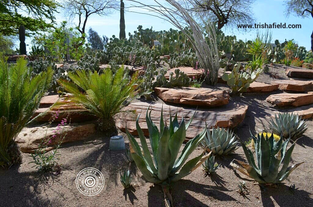 back40 bringing back the old ways ethel m botanical back40 bringing back the old ways ethel m botanical