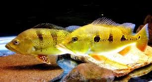 Gambar Ikan Orinoco Gambar Ikan Orinoco