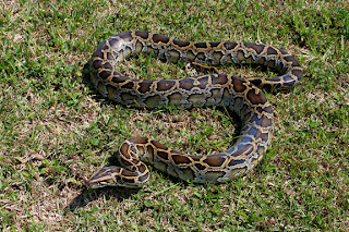 python burmese snakes