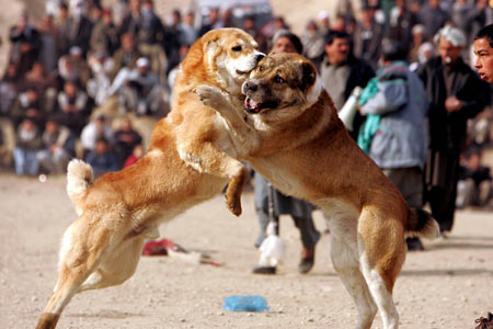 Funny Animals: Dogs Fighting