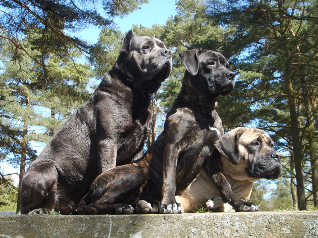 Cane Corso Wallpapers