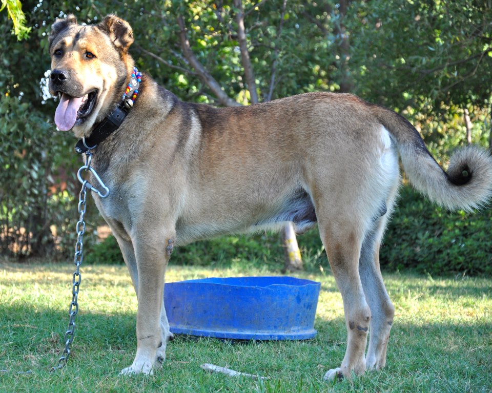 kangal sivas KANGALLAR ALEMİ