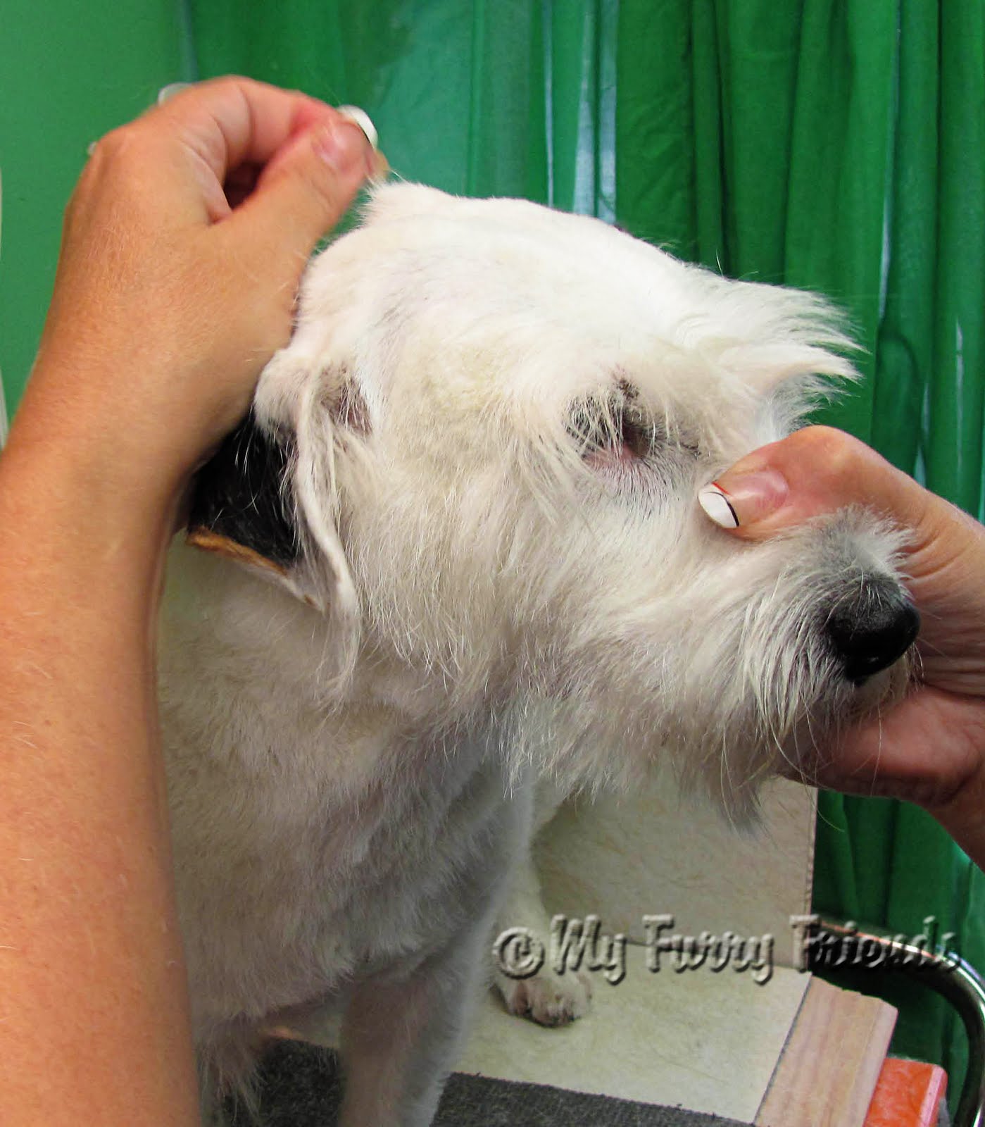 Pet Grooming The Good, The Bad, & The Furry Grooming a Wire hair Jack