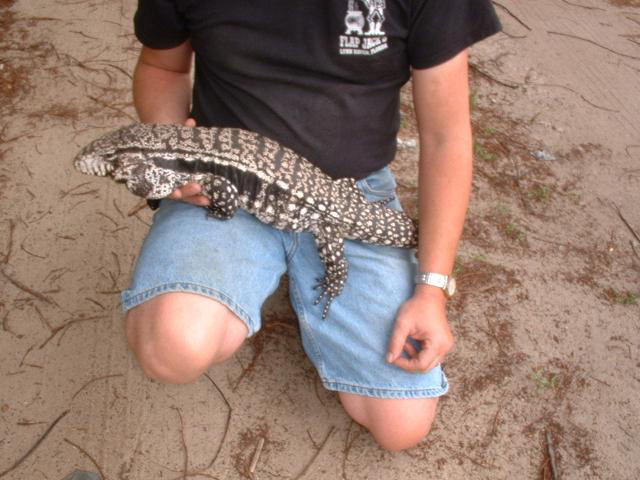 Cicak Tokek 64Kg