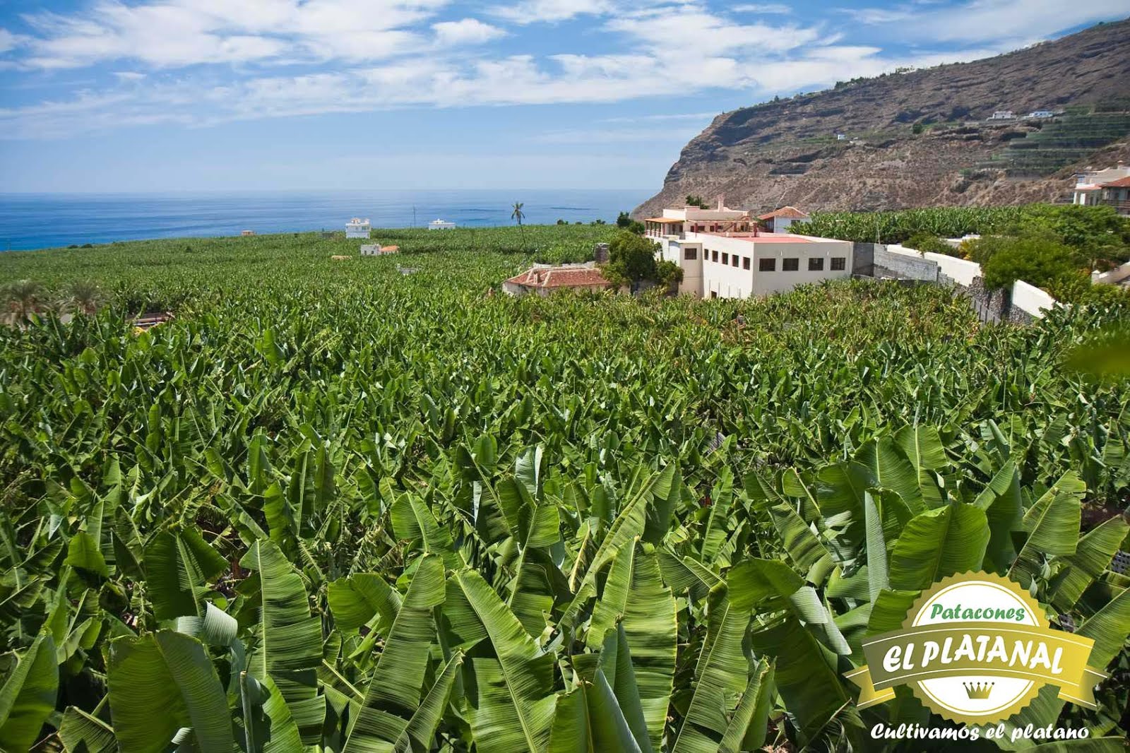 Cultivamos,Transformamos a Patacones Precocidos x Kilos,Libras