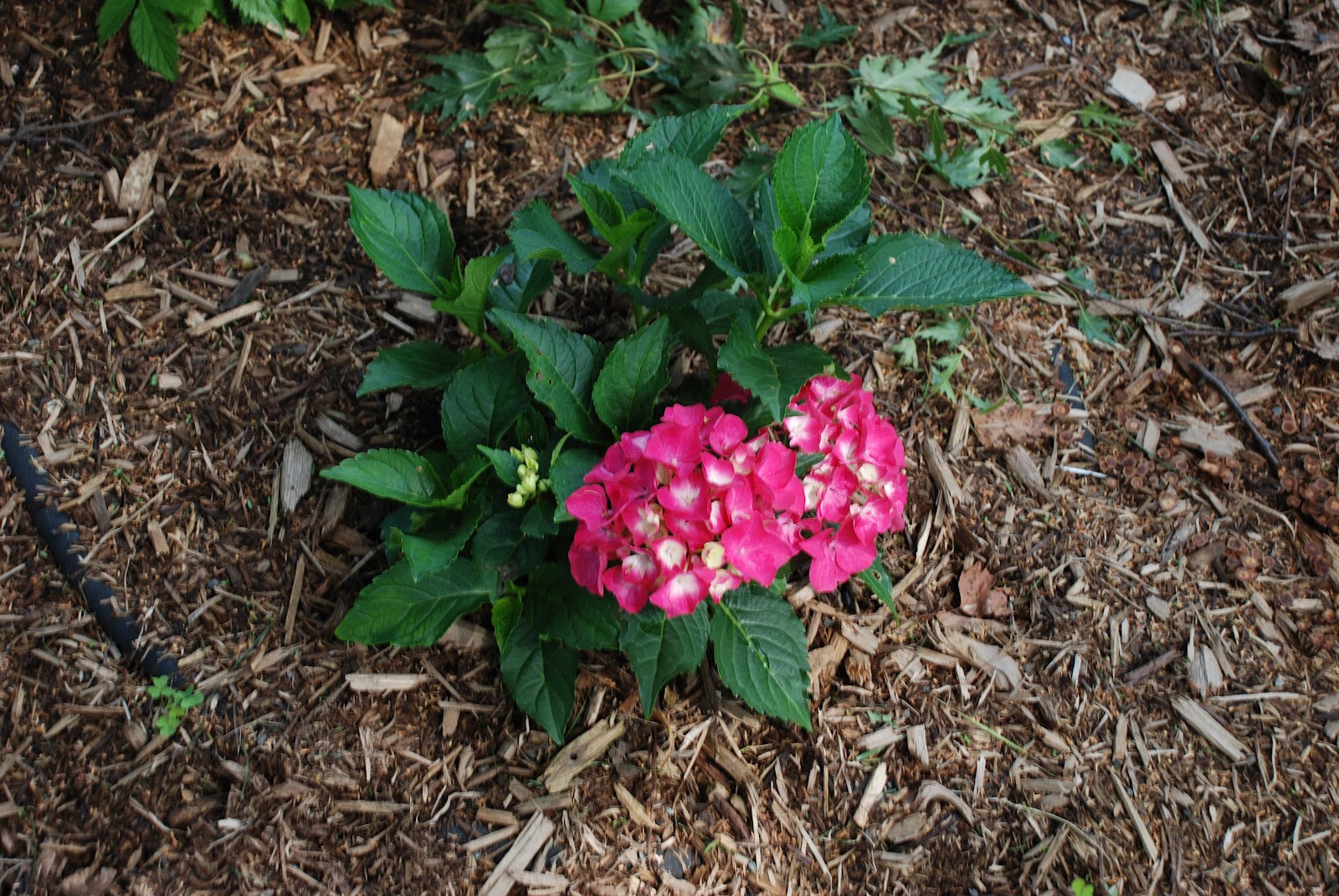 A Guide To Northeastern Gardening Hydrangea In Landscape Design