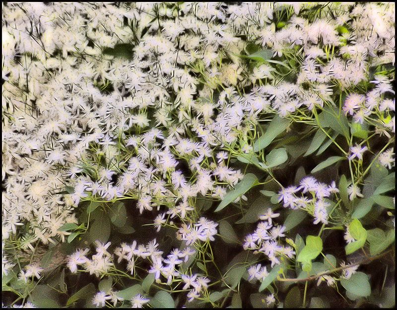 [Image: whiteflowers2SM.jpg]