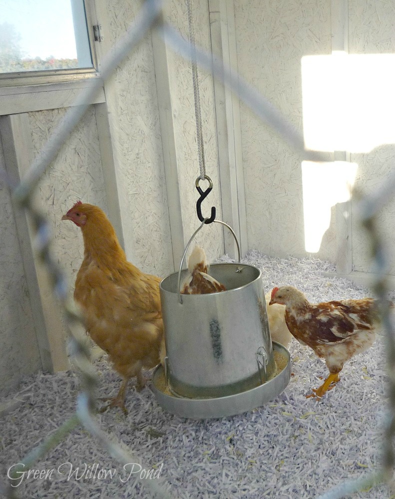 Green Willow Pond The Chickens Have Come Home to Roost