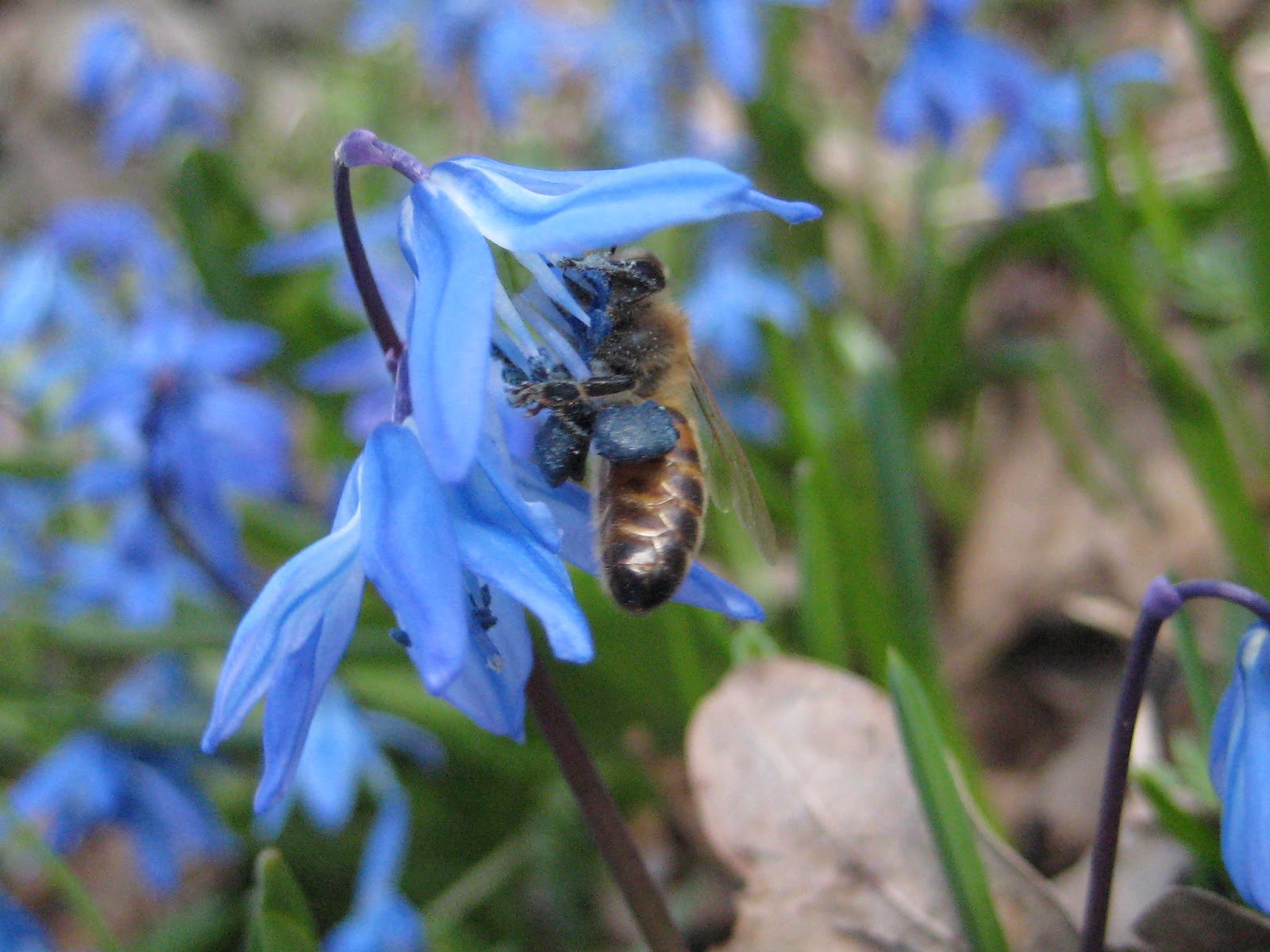 Che Guebee Apiary Blue Pollen