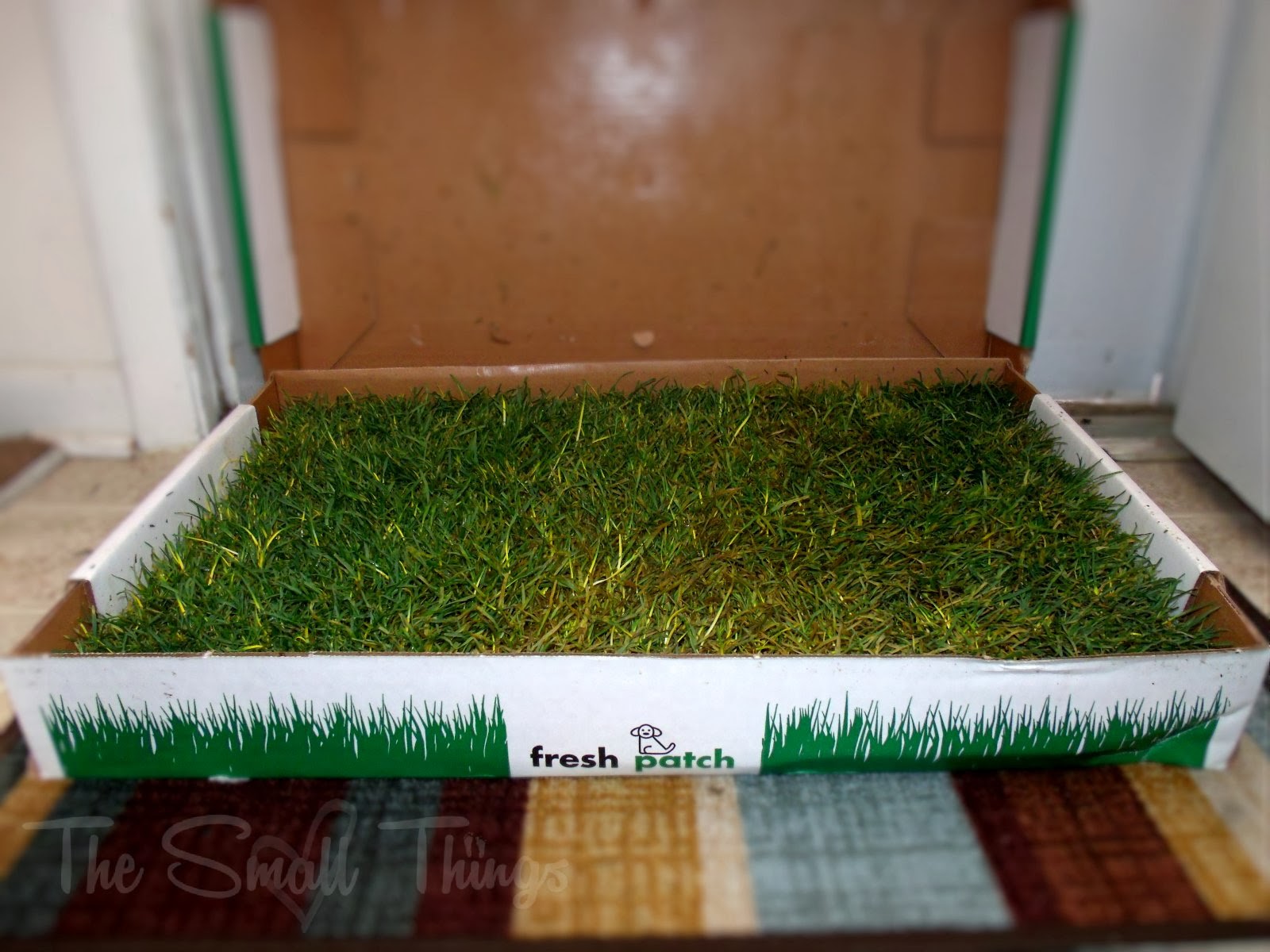 Fresh Patch Review Potty Delivery Service For Dogs.