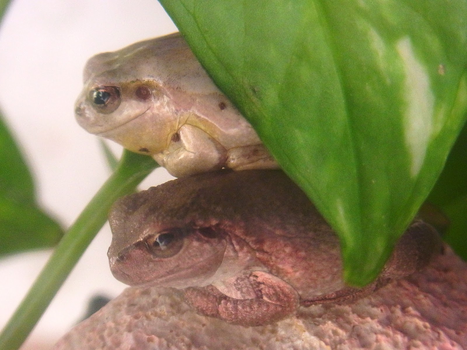 東海道のカエルのブログ アマガエル ２年目 たち