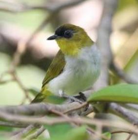 Dunia Burung Cara Merawat Burung Pleci Gacor