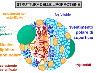 struttura delle lipoproteine