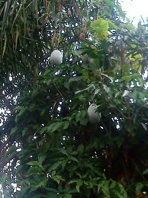 Budidaya Labu Siam Pdf To Excellence