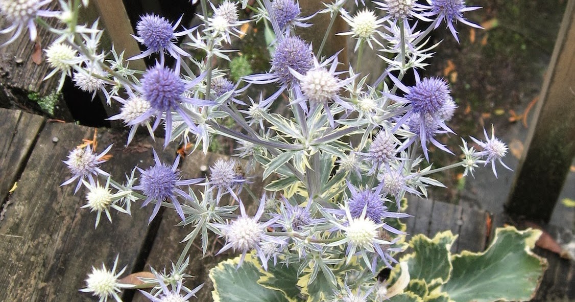 Weeding on the Wild Side Eryngium planum 'Jade Frost', Favorite Plant