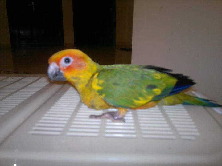 Sun Conure Parrot For Sale In Karachi Pets For Sale In Pakistan