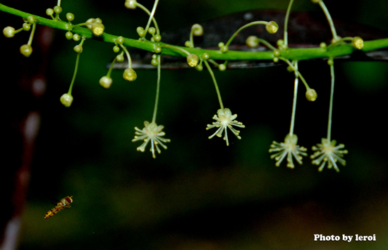Codiaeum variegatum (L.) Blume, FAMILY - Euphorbiaceae
