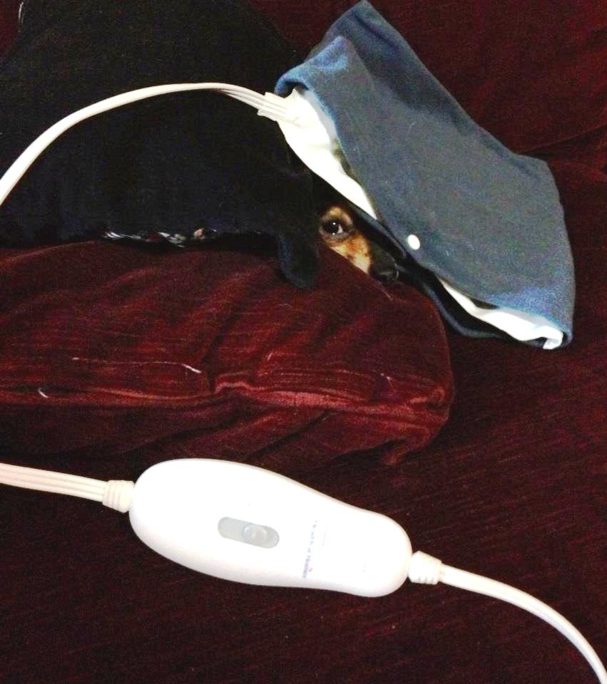 Chilly Chihuahua Loves my Heating Pad r/pics