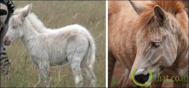 Albino Zebra Albino Zebra