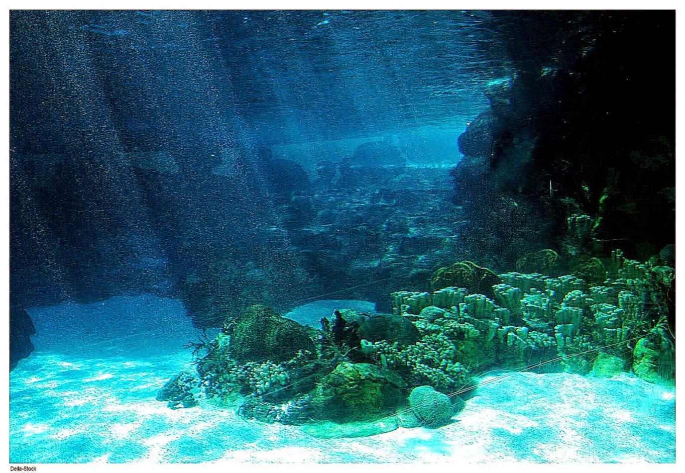 Underwater Ocean Floor Light Wallpaper Hd Desktop Background