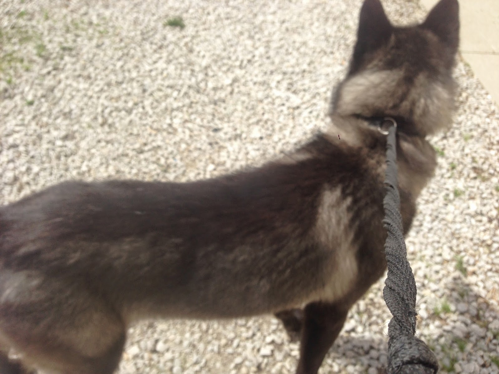 My Rotten Dogs KANEAdoptable Wolfdog in Indiana