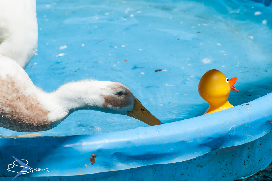 Shutter Speed The Rubber Ducky Attack