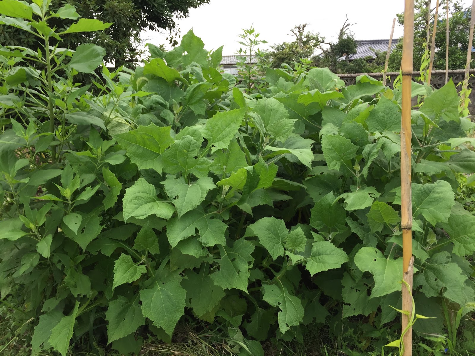 福岡ミミズ日記 この時期のヤーコン 大きくなってきたものだ 里芋の葉が折れる原因は強風
