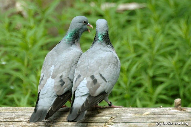 Variety of Life Columba