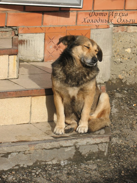 Пес Батон