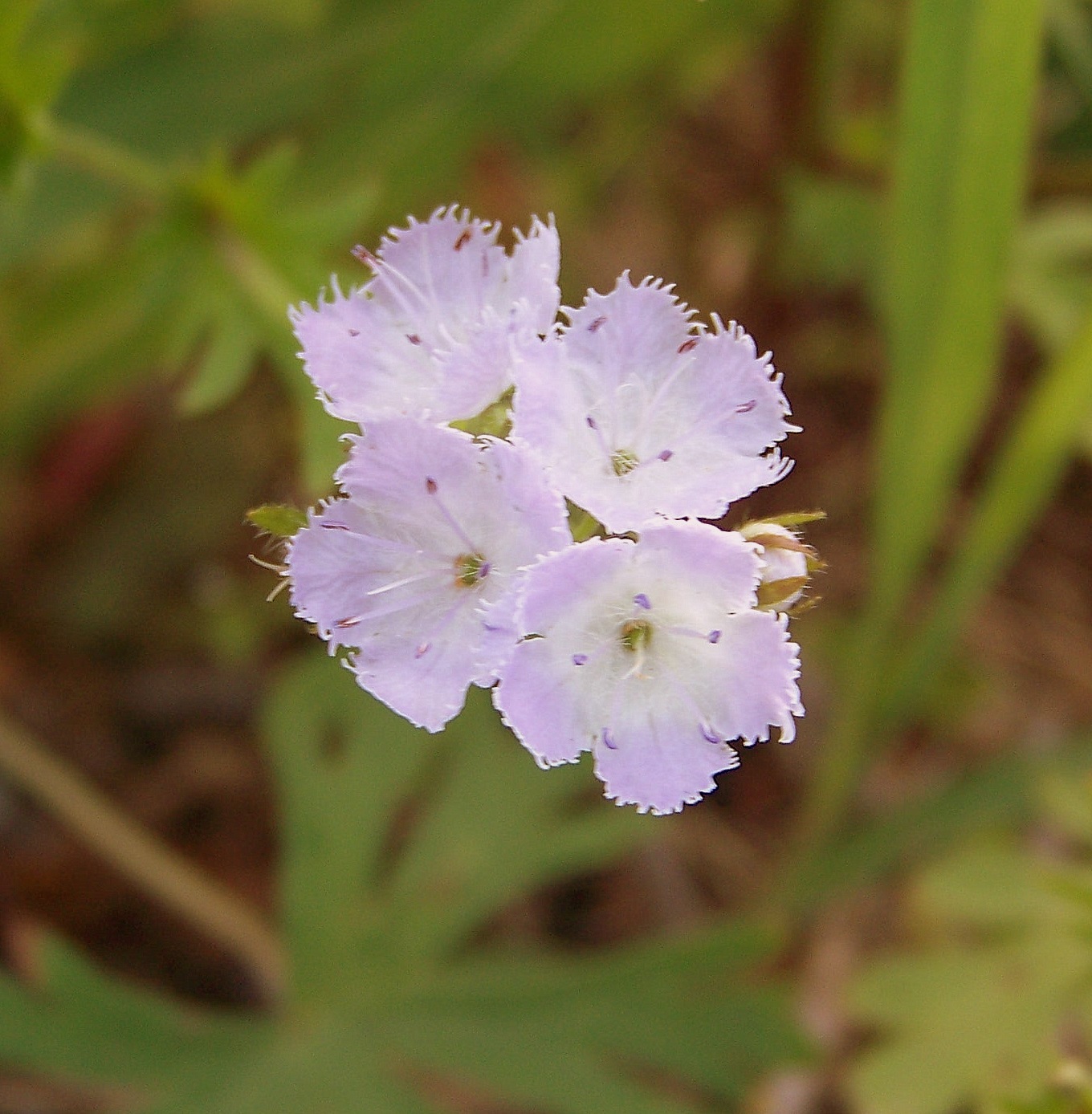 Wildflowers N Wildlife in Middle, Tennessee May 2011