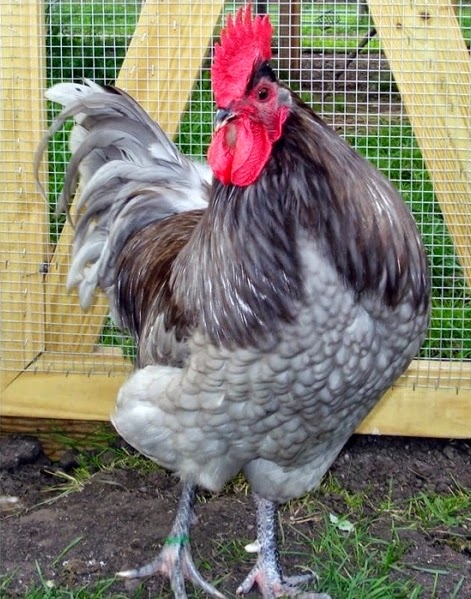 brahma jersey giant chicken