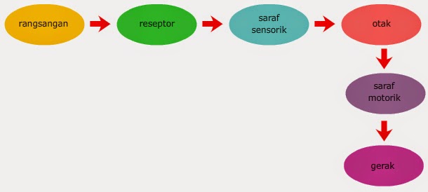 Sistem Koordinasi Dan Alat Indra Pada Manusia Lapak1000Info