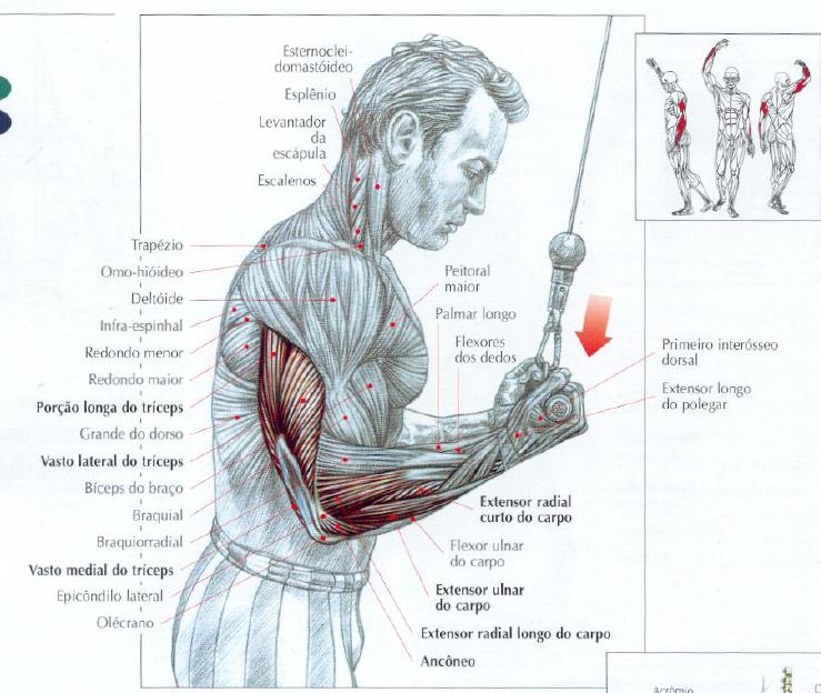 Cinara Polido TRÍCEPS