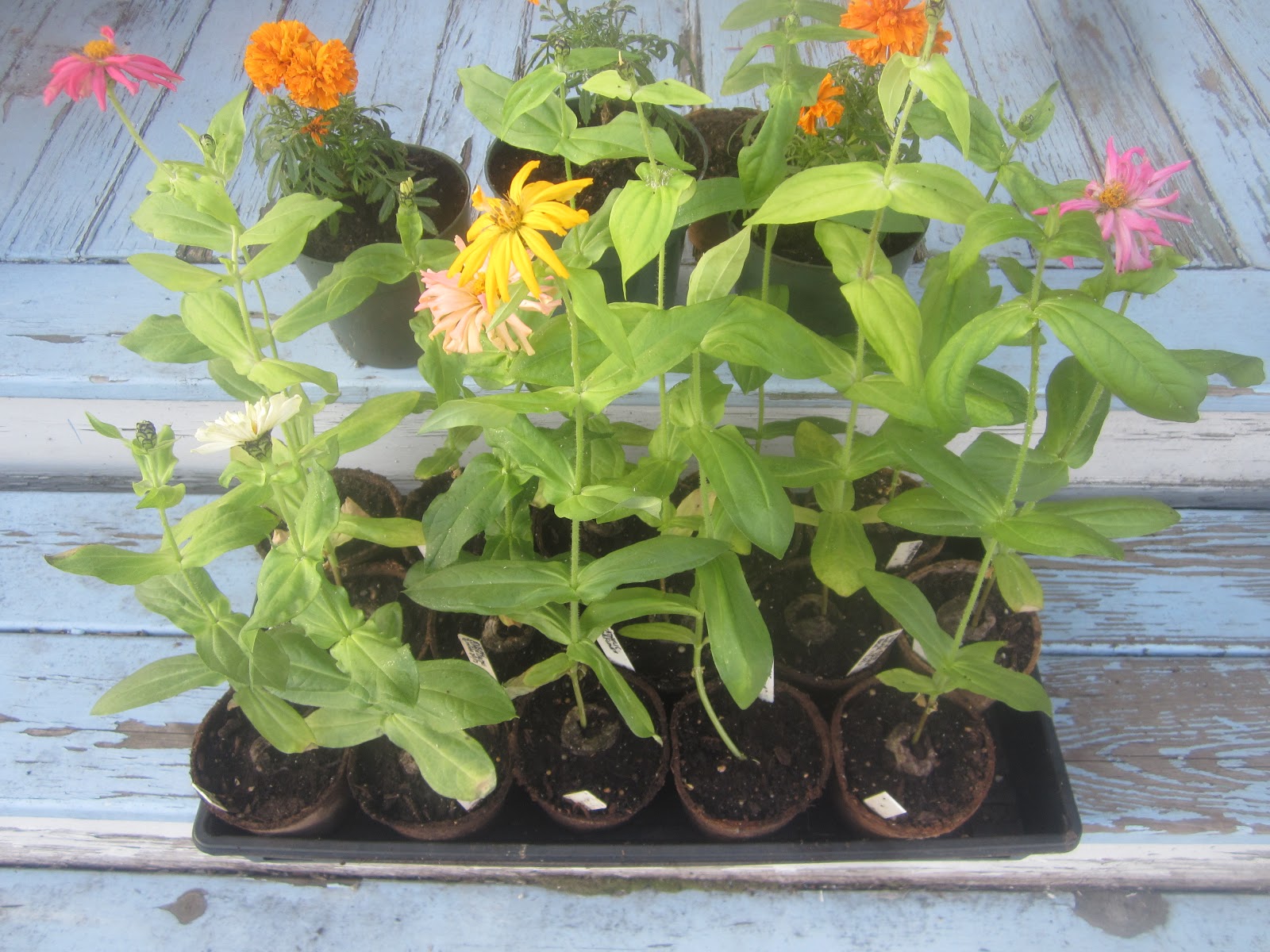 Backyard Organic Gardener Zinnia Kale Marigold Seedling Status