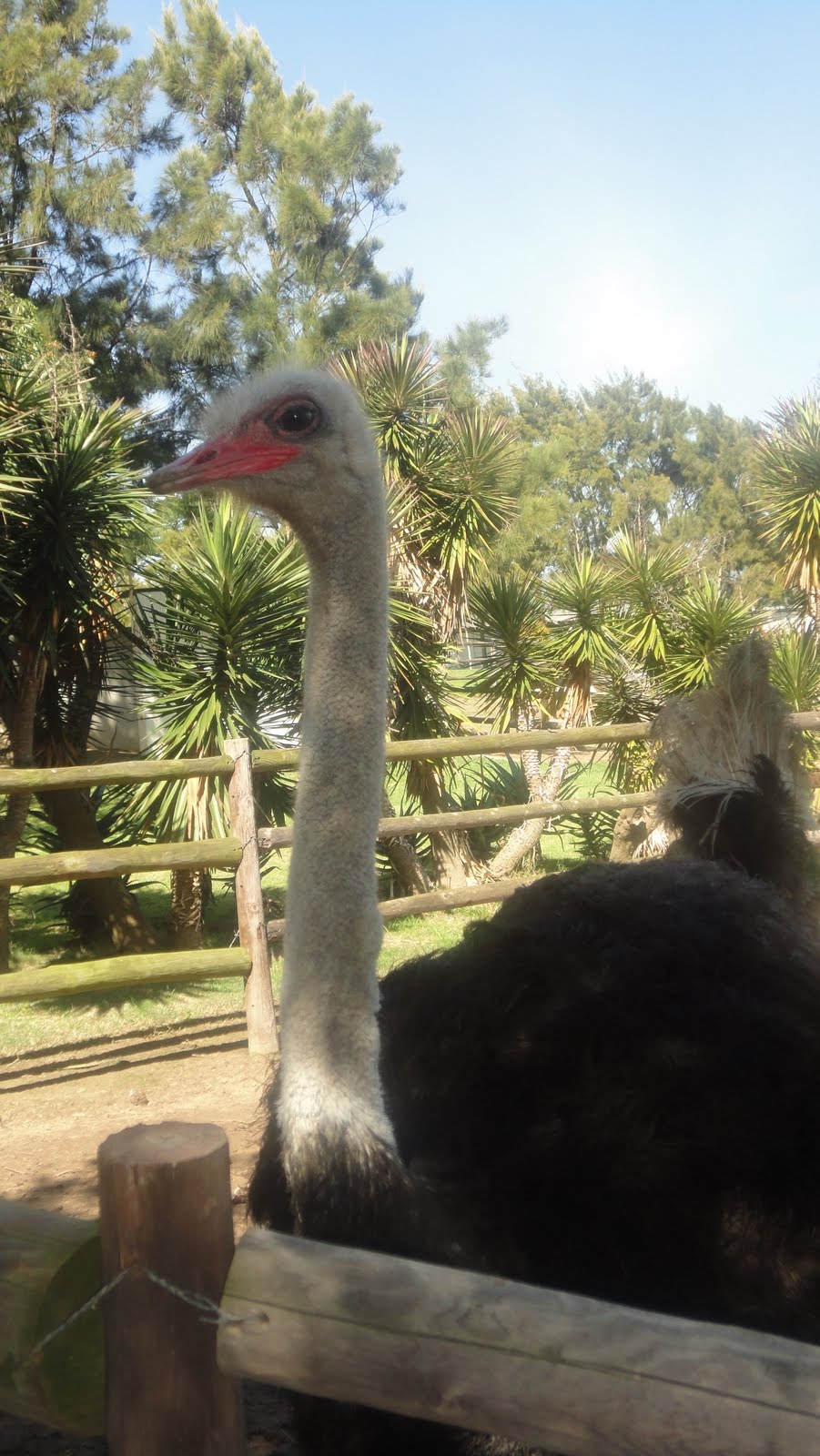 I (heart) Cape Town: West Coast Ostrich Farm