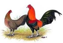 gallo y gallina bankiva