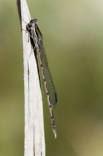 Sympecma fusca (Caballito del Diablo) hacer clic