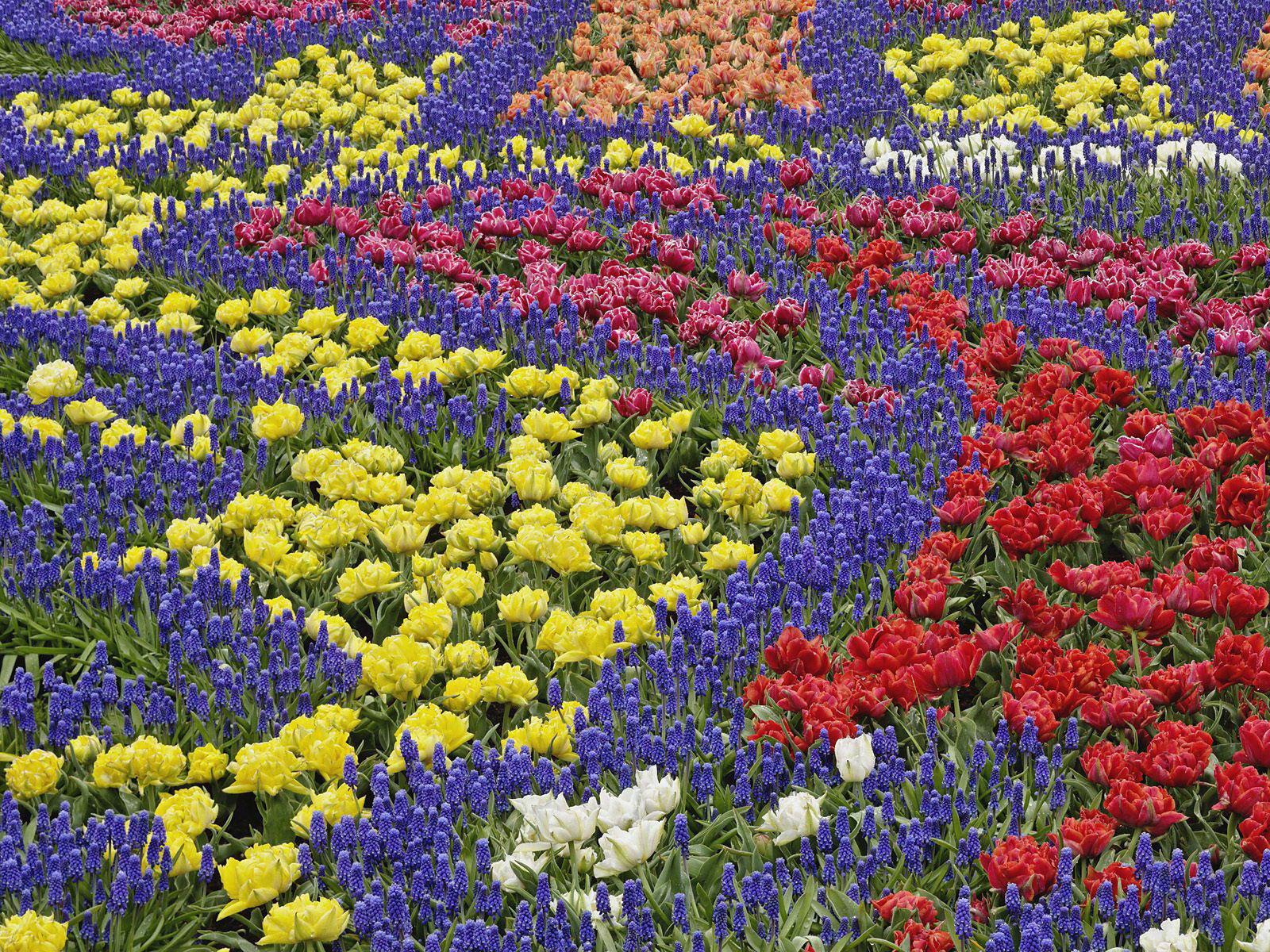 IMAZES: FLOWER Garden