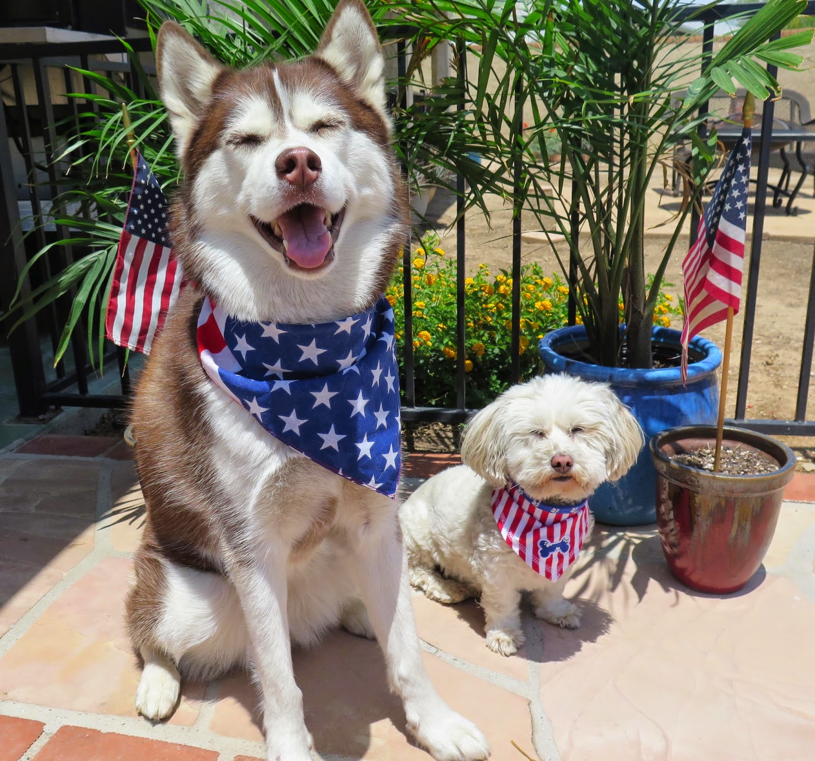 Dogs Luv Us and We Luv Them Have A DogGone Happy Memorial Day