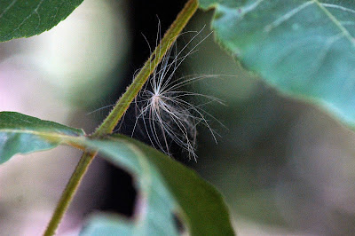 Painting Tiny Details Imbues Awe And Wonder Painting Glory