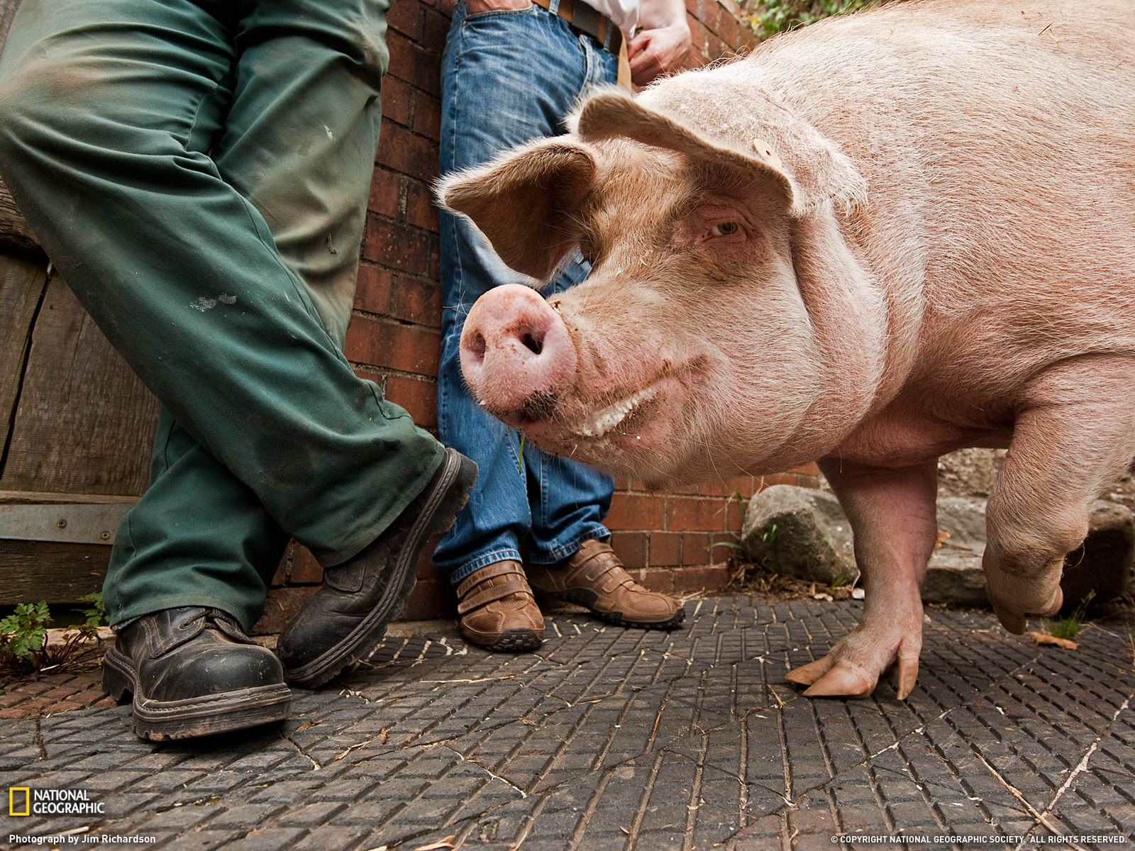 pig national geographic